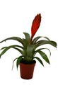 Vriesea Duvaliana
